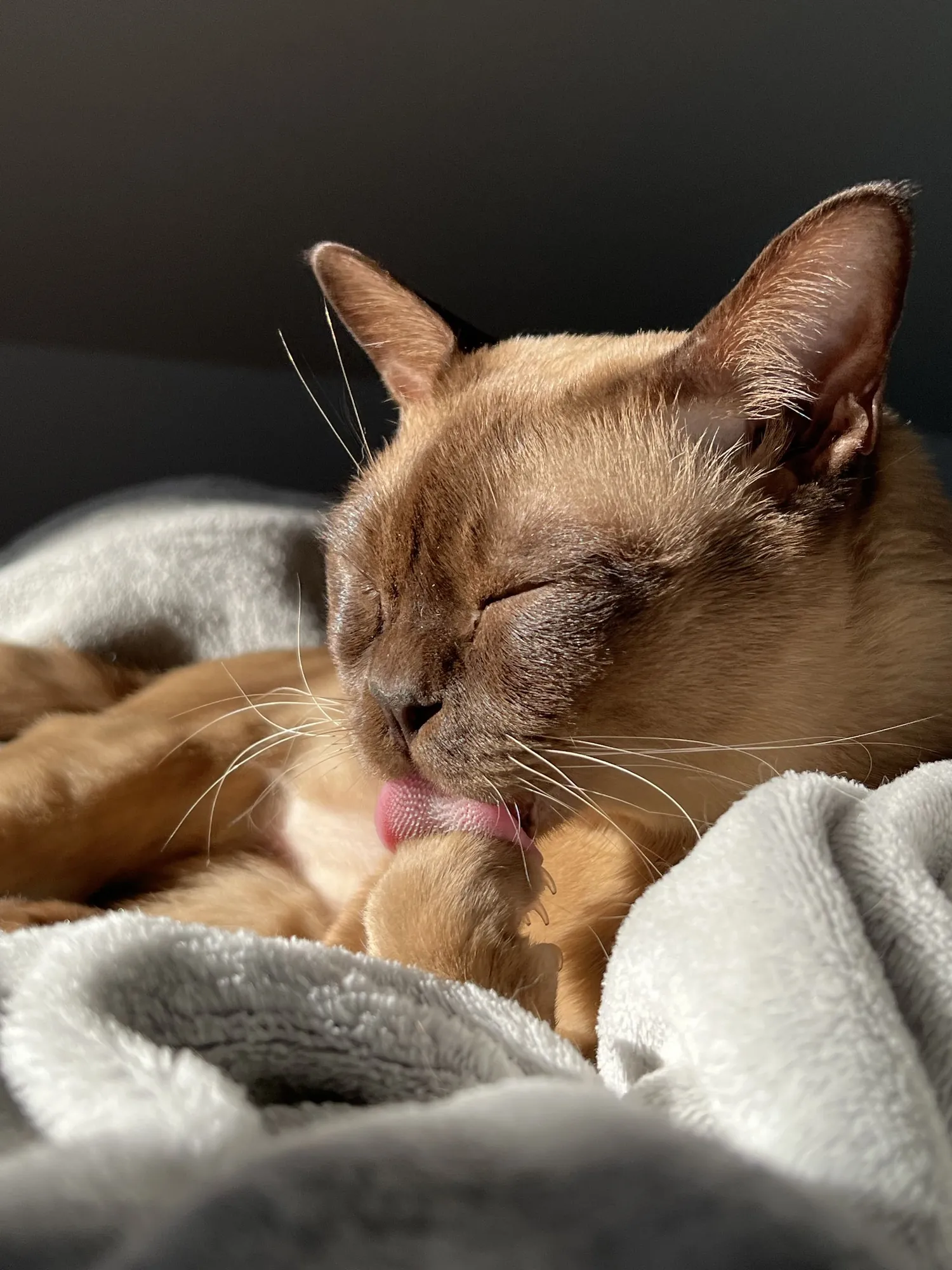 My cat Fresco grooming in the sun